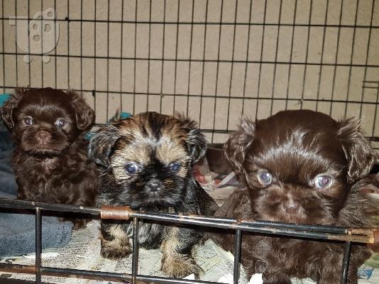 Εκπληκτικά κουτάβια Shih Tzu.